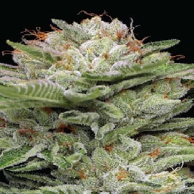 Durban Poison Auto > Durban Poison Auto